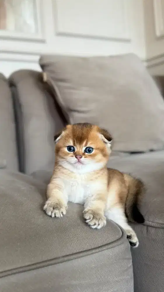 scottish fold kitten golden jantan anak import