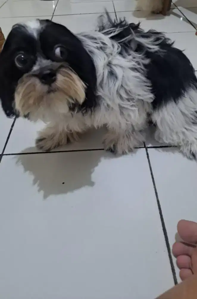 Dijual anakan anjing shitzu pure umur 4 bln.