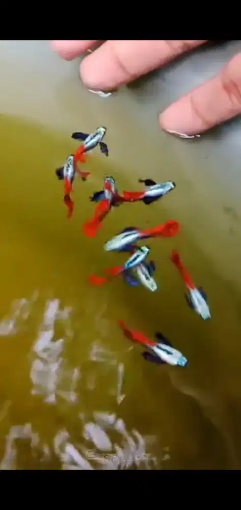 Guppy prtde cantik