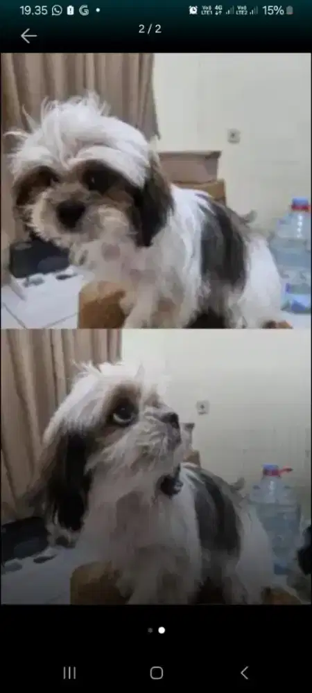 Dijual anakan anjing shitzu umur 4 bln