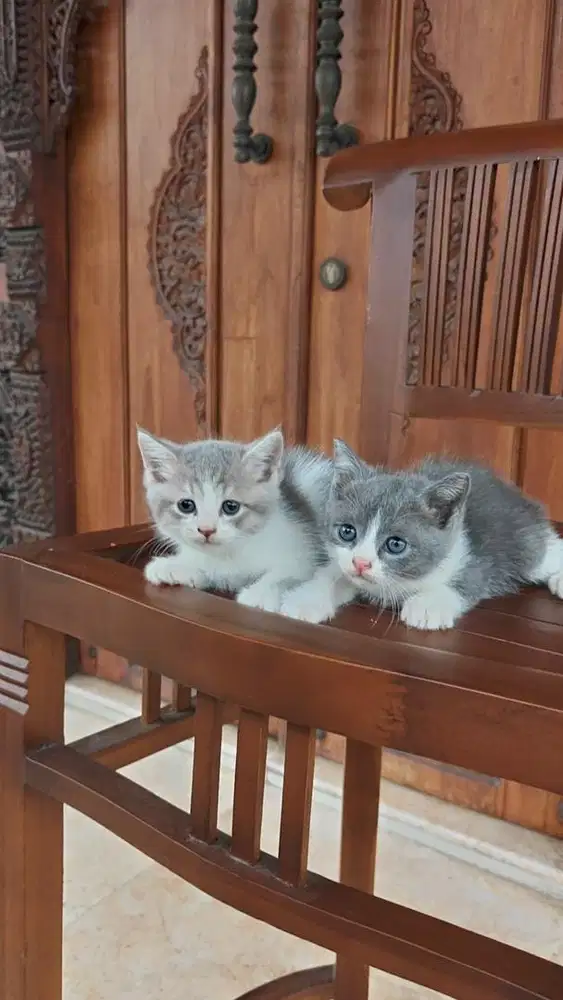 Kitten Kucing BSH x Persia