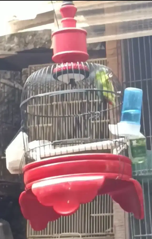 Burung masteran mantap