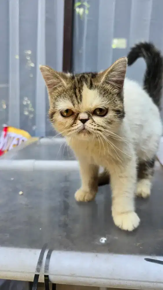 Dijual kucing exotic short hair 3 ekor