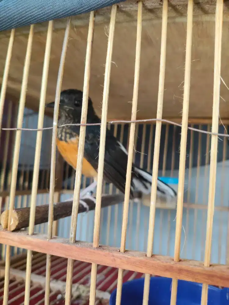 2 ekor trotolan murai