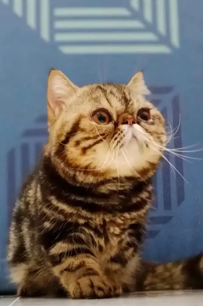 Kucing Munchkin kaki pendek Peaknose pesek