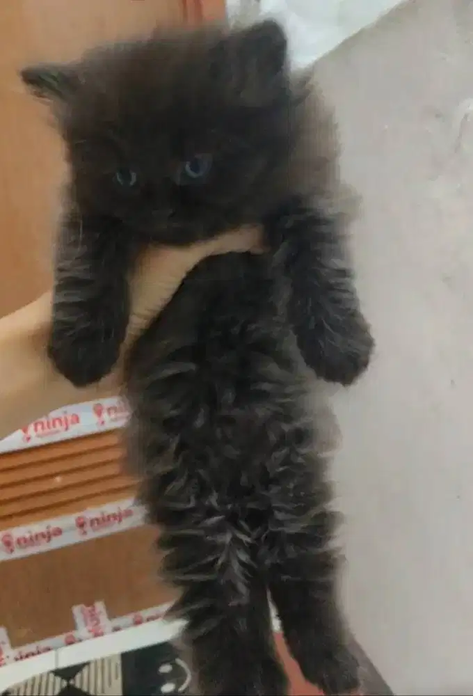Lepas adopsi murah