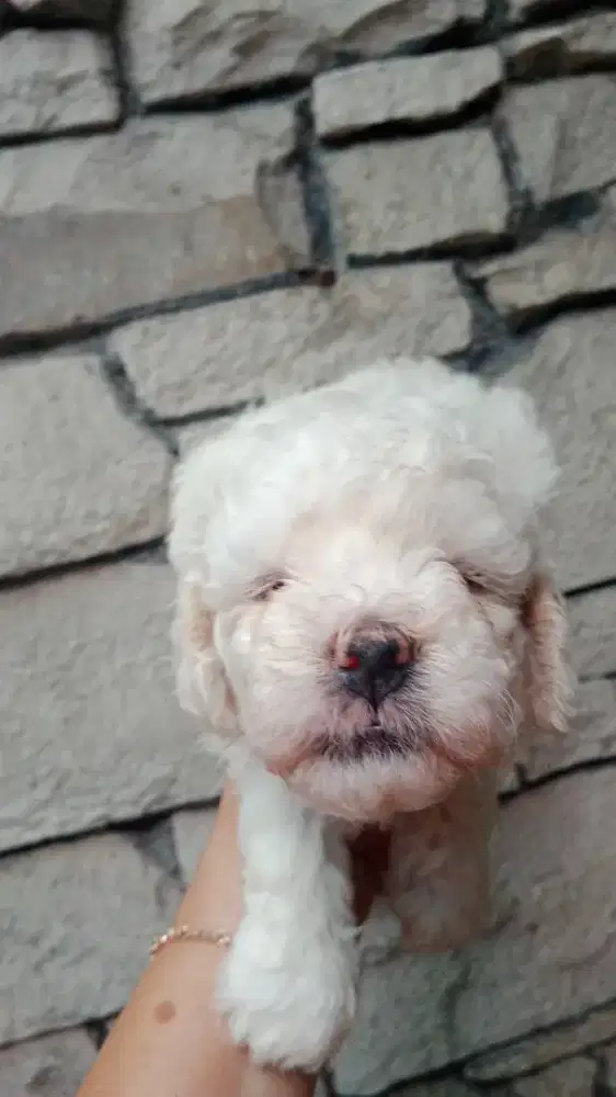 Whitw Toy Poodle