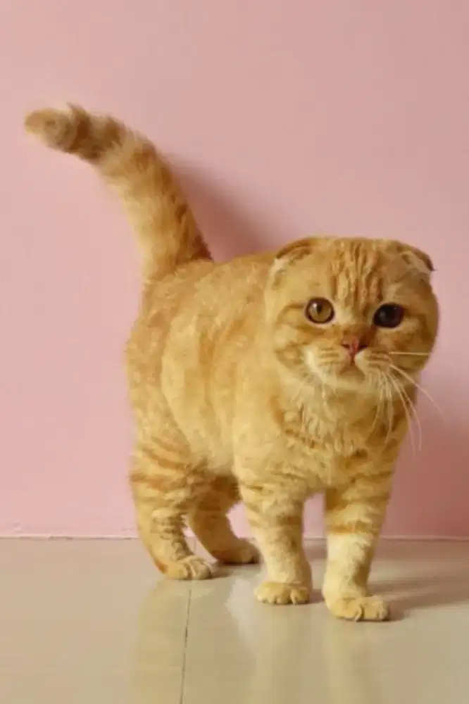 Scottish fold jantan