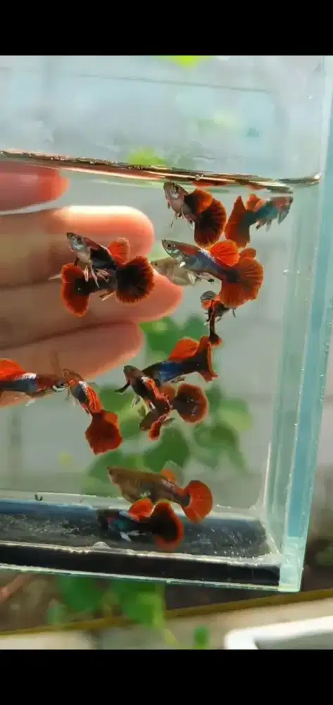 Guppy hb red rosetail