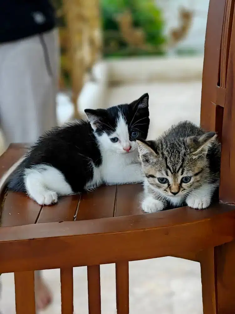 Kitten kucing BSH x Persia