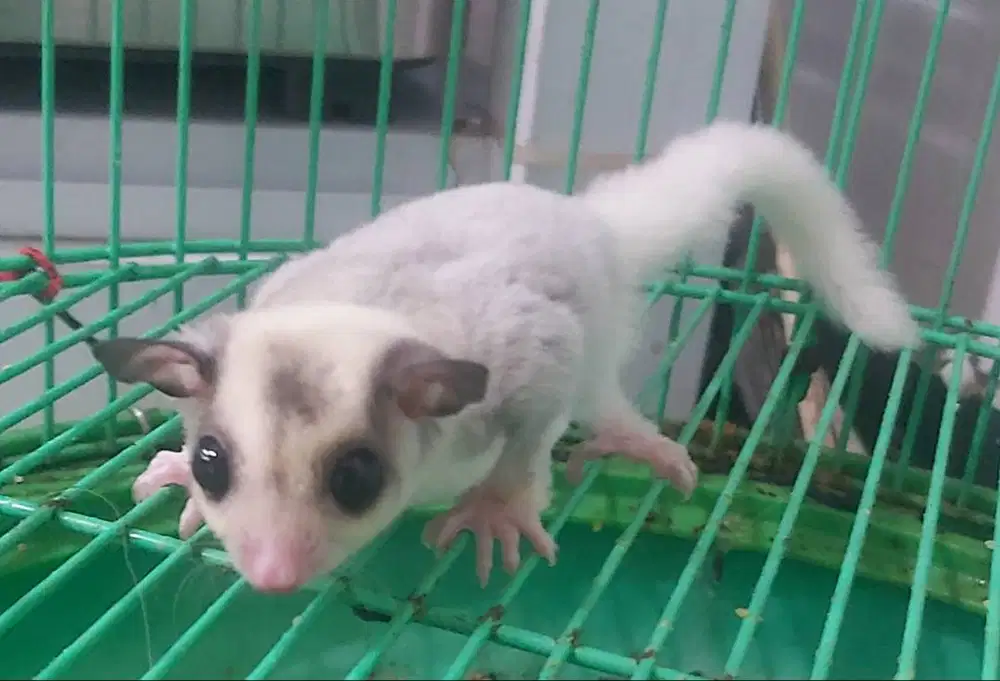 Sugar Glider Mosaic
