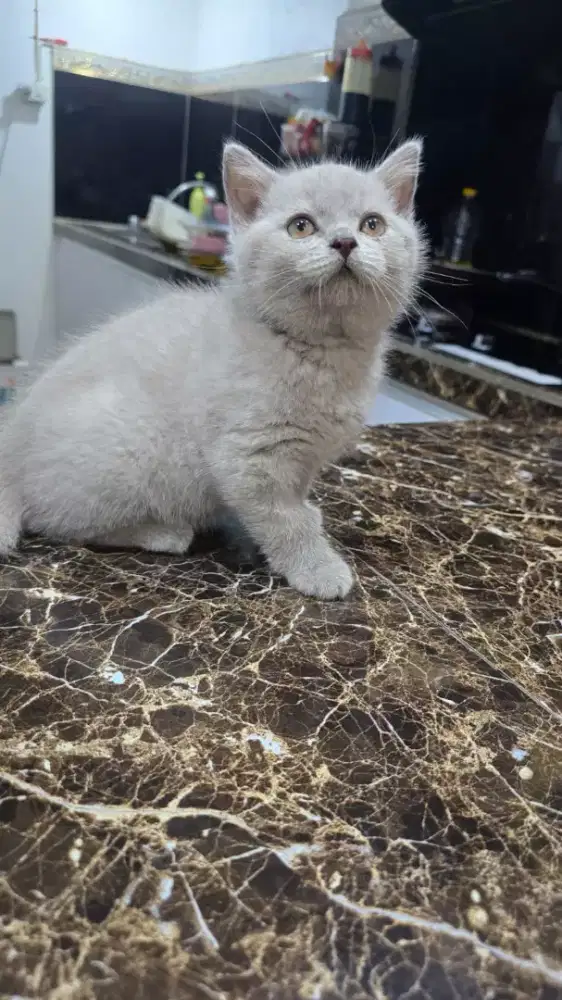 Kucing bsh lilack