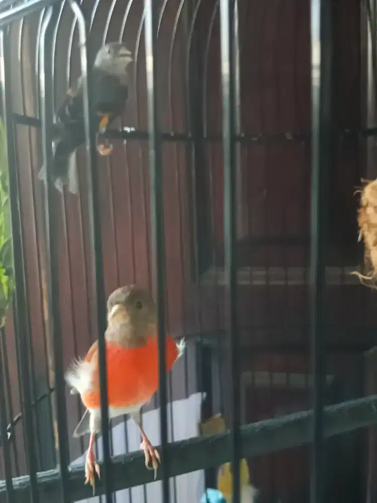 Spasang red siskin