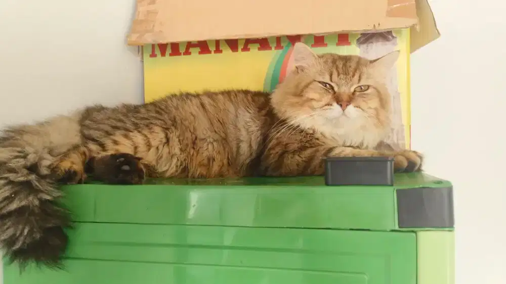 Kucing Persia Jantan Dewasa 16Bulan