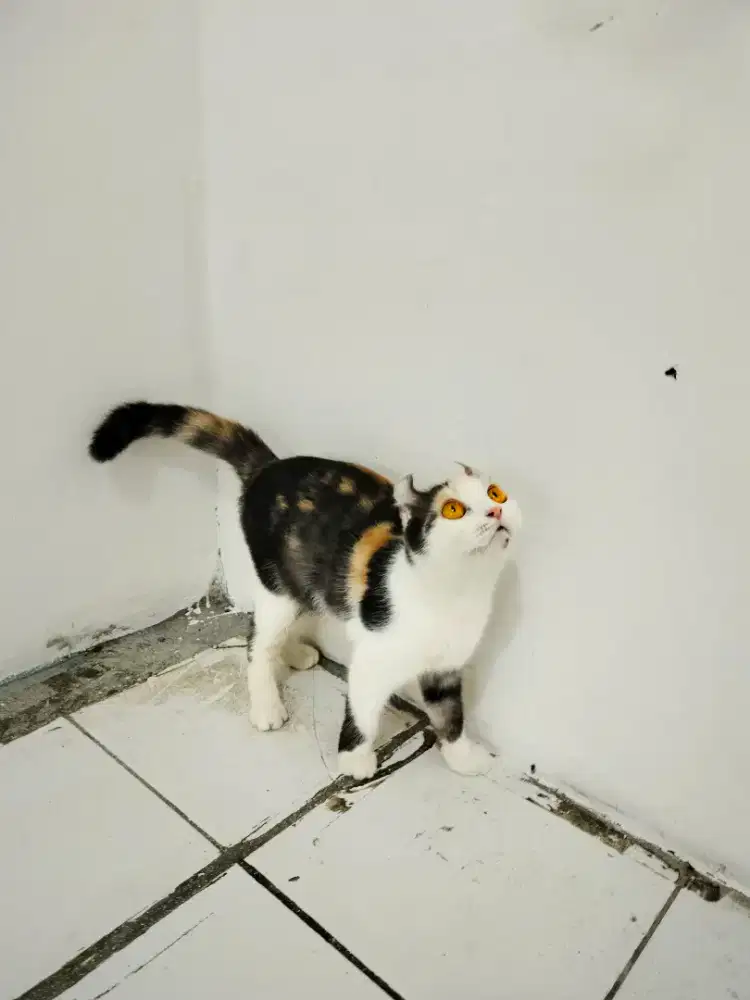 Kucing kinkalow ns hamil