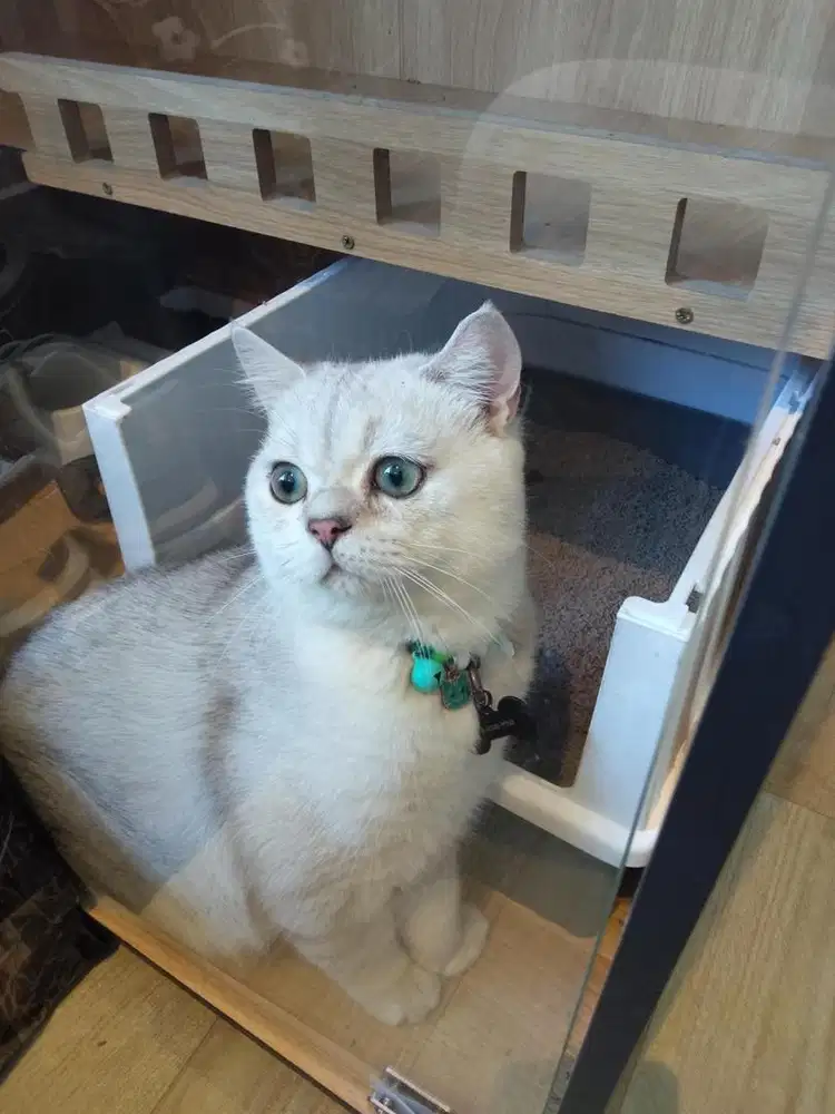 British short hair silver ( rare )