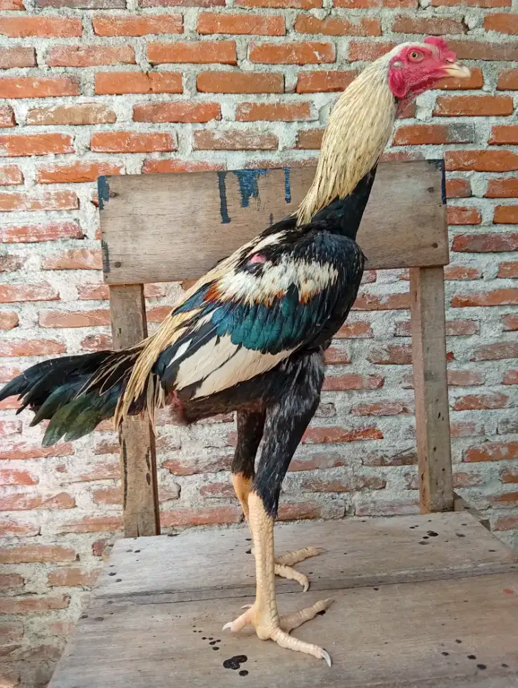 Ayam jantan bangkok