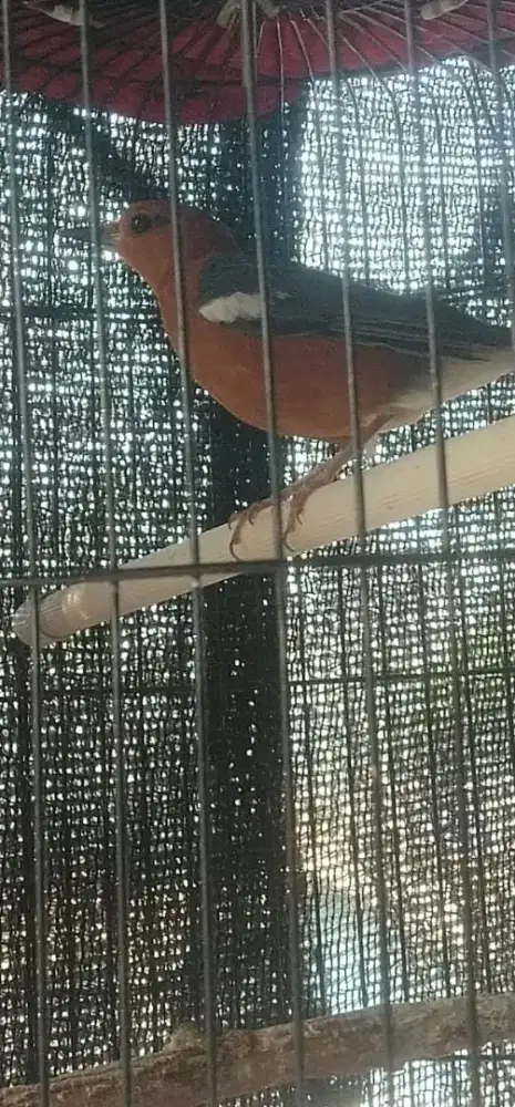 Jual burung anis merah fs