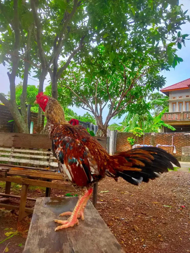 Ayam bulbi pacekan..