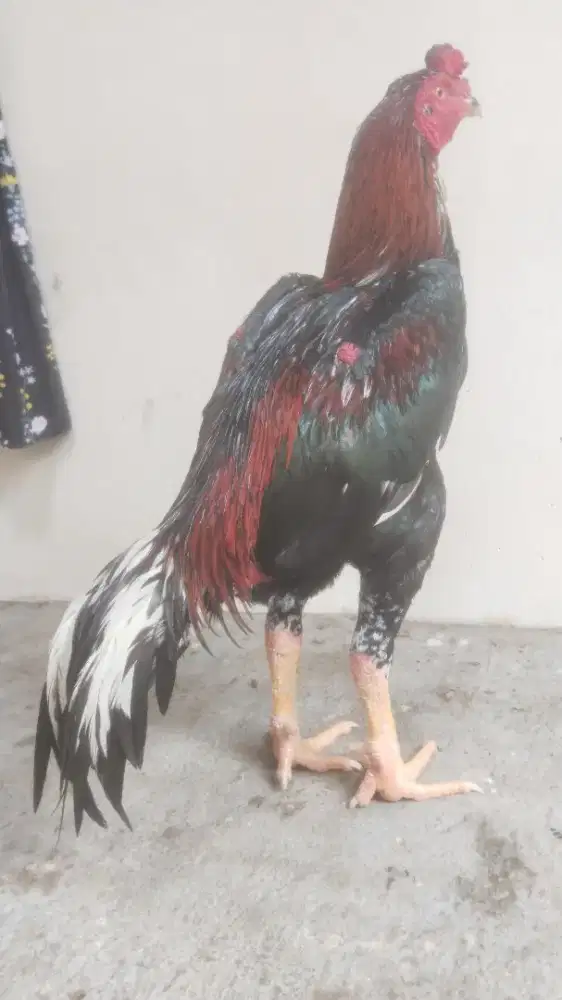 Ayam bk classic