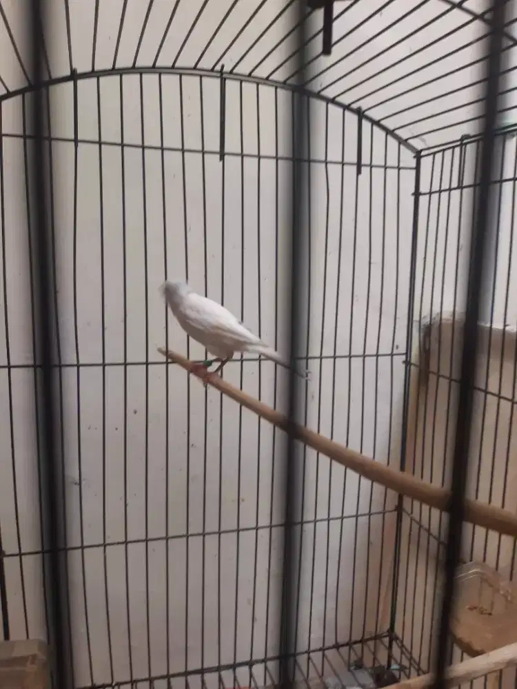 Jual burung kenaeli betina