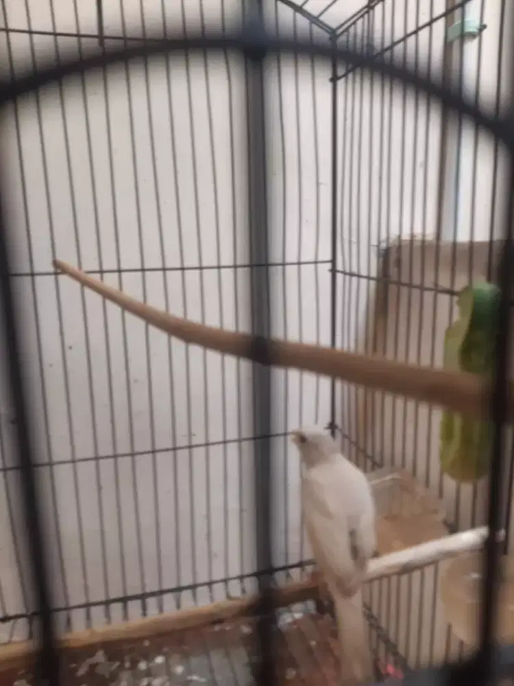 Jua burung kenari gacor loper burja