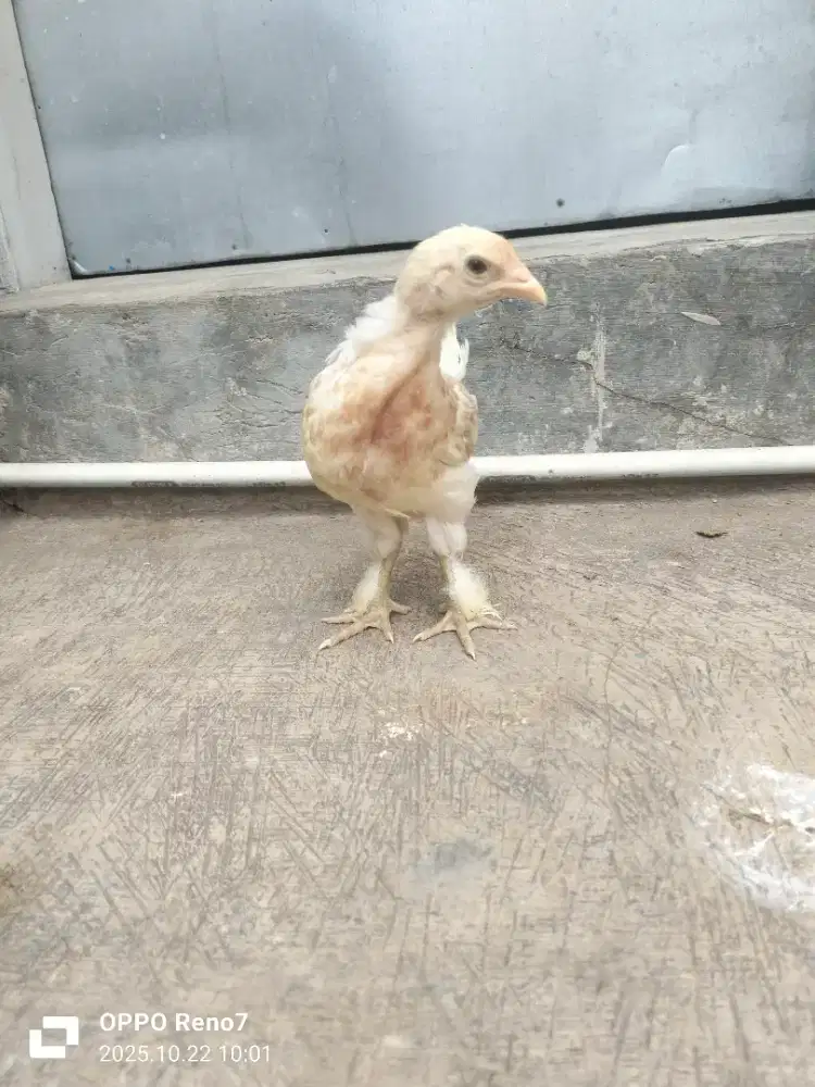 Anakan ayam brahma umur 1,5bulanan