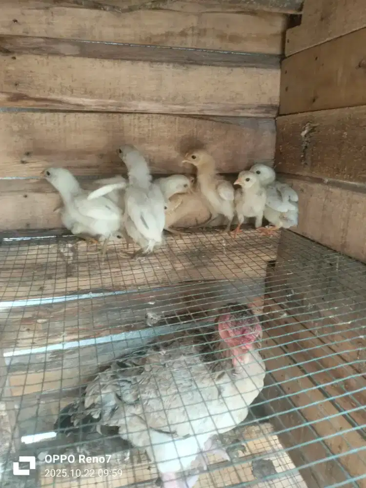 Ayam ketawa umur seminggu an