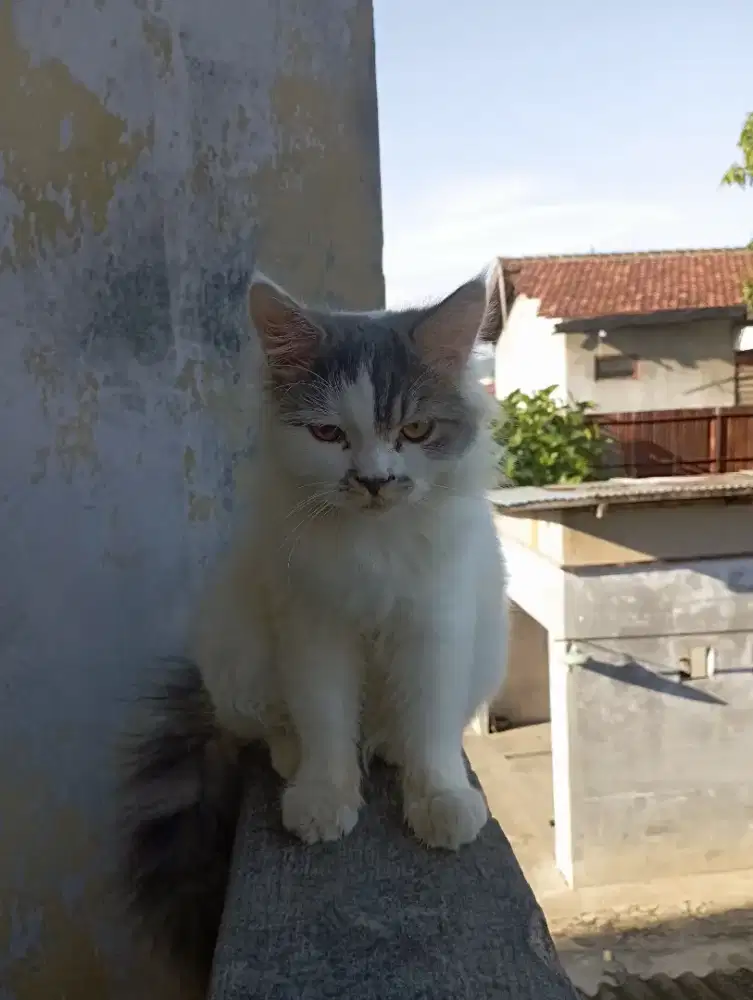 Kitten Maincone usia 4 bln