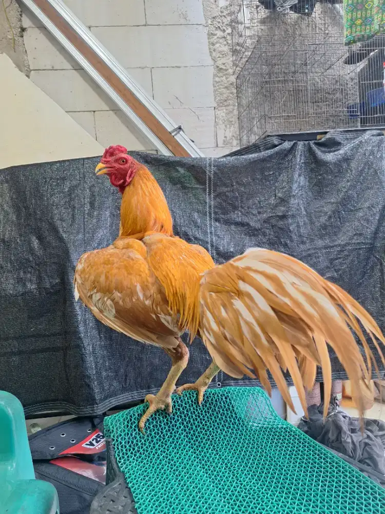 Ayam bangkok mangon gondang