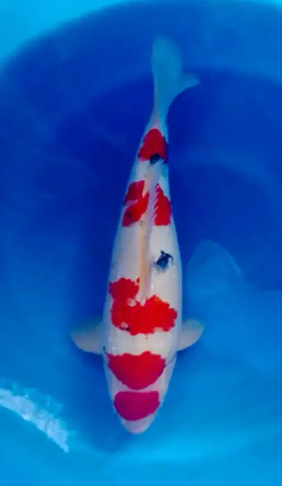 Ikan koi maruten sanke jantan jumbo 46cm body bulky