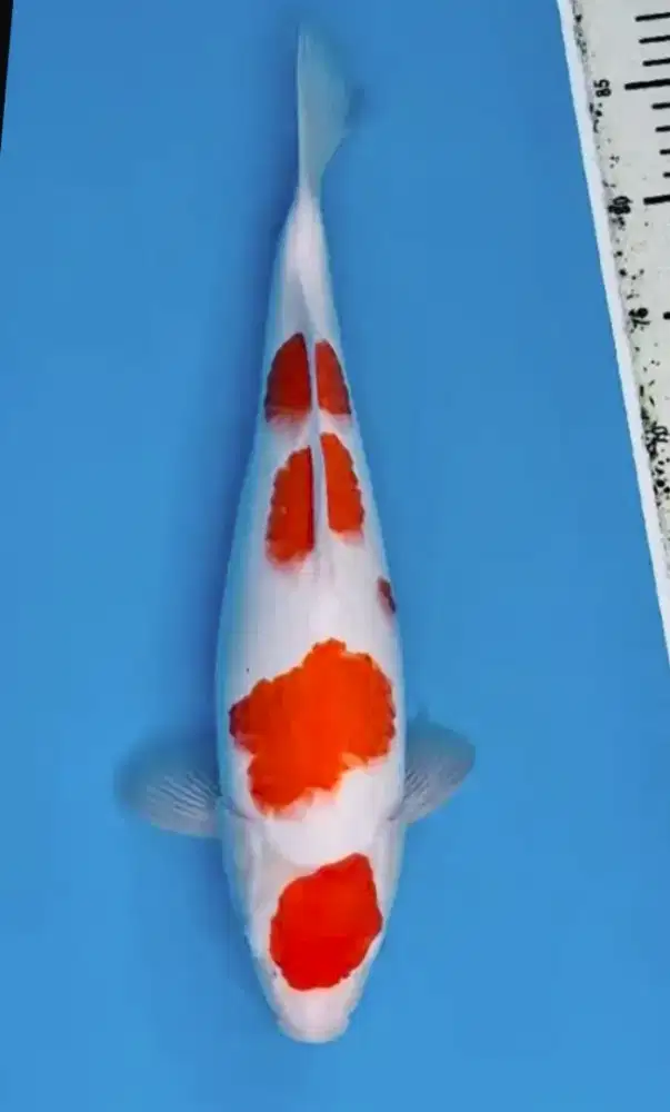 Maruten kohaku jumbo 40cm..jantan bagus