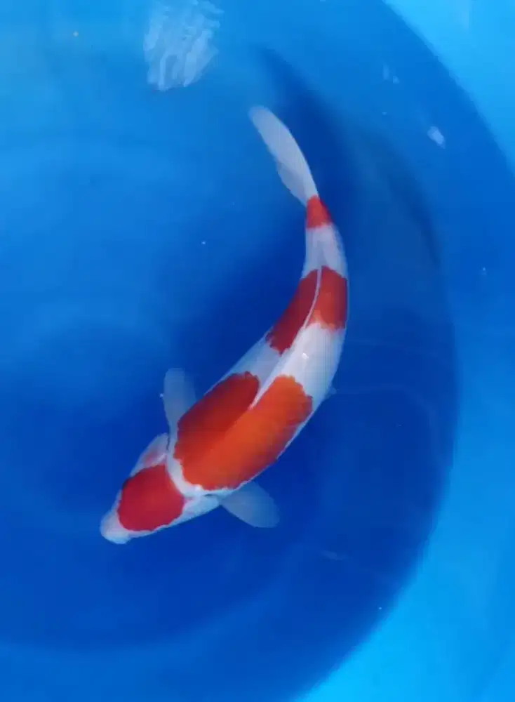 Maruten kohaku 40cm jumbo calon istimewa terjangkau