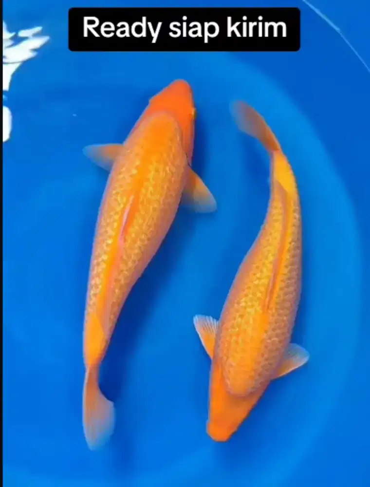 Super karasi bulky 39 dan 37cm jantan jumbo istimew