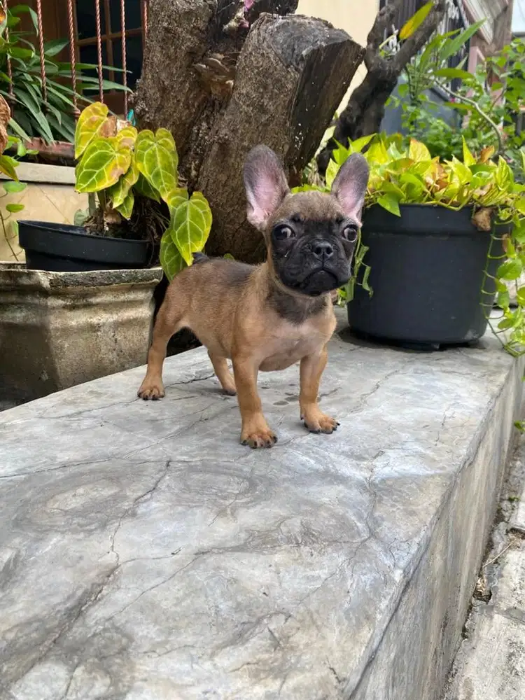 French bulldog betina