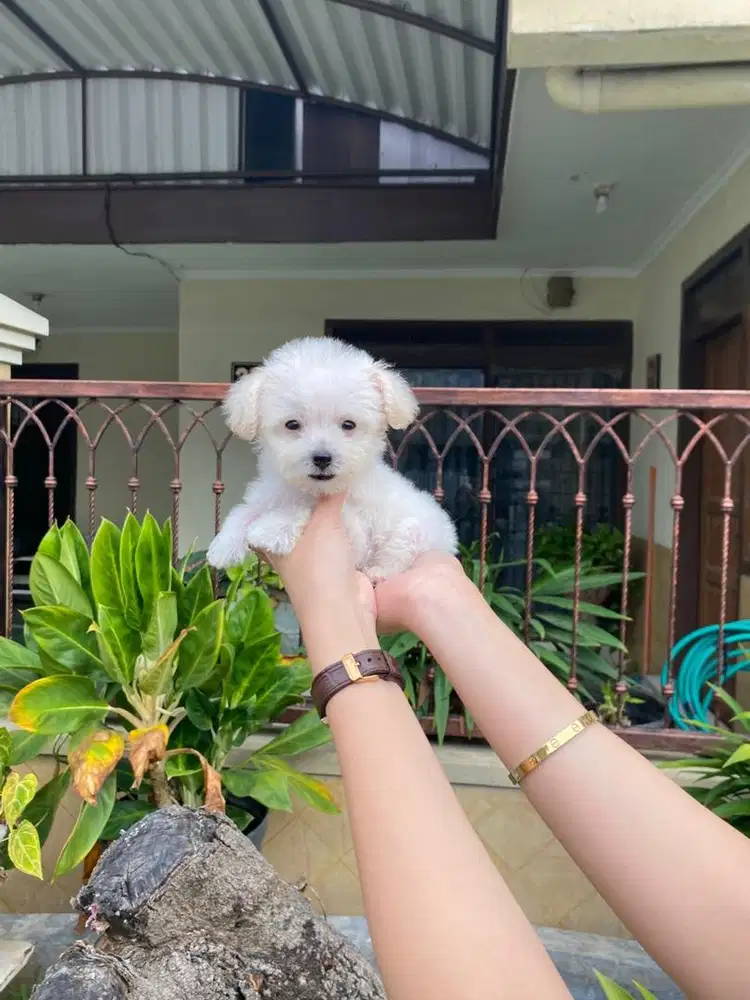 Teacup maltipoo jantan