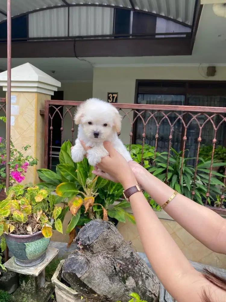 Teacup poodle betina