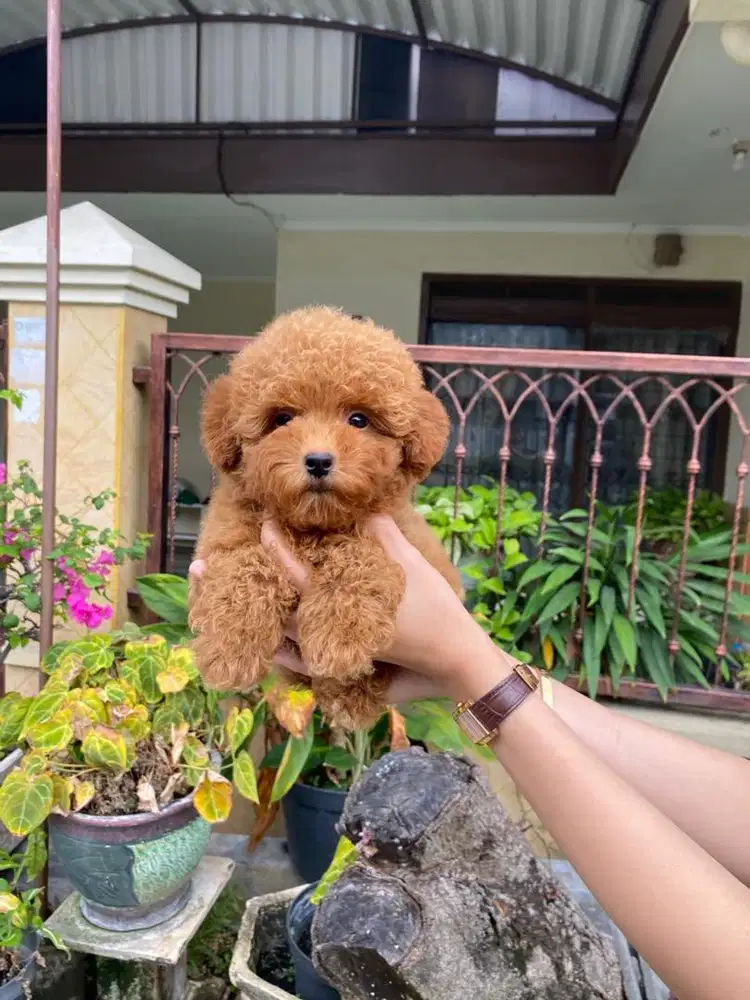 Toy poodle tedy bear jantan