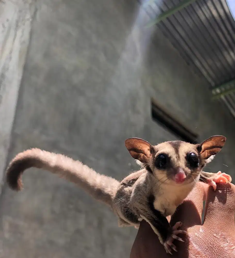SEPASANG BEBY SUGAR GLIDER