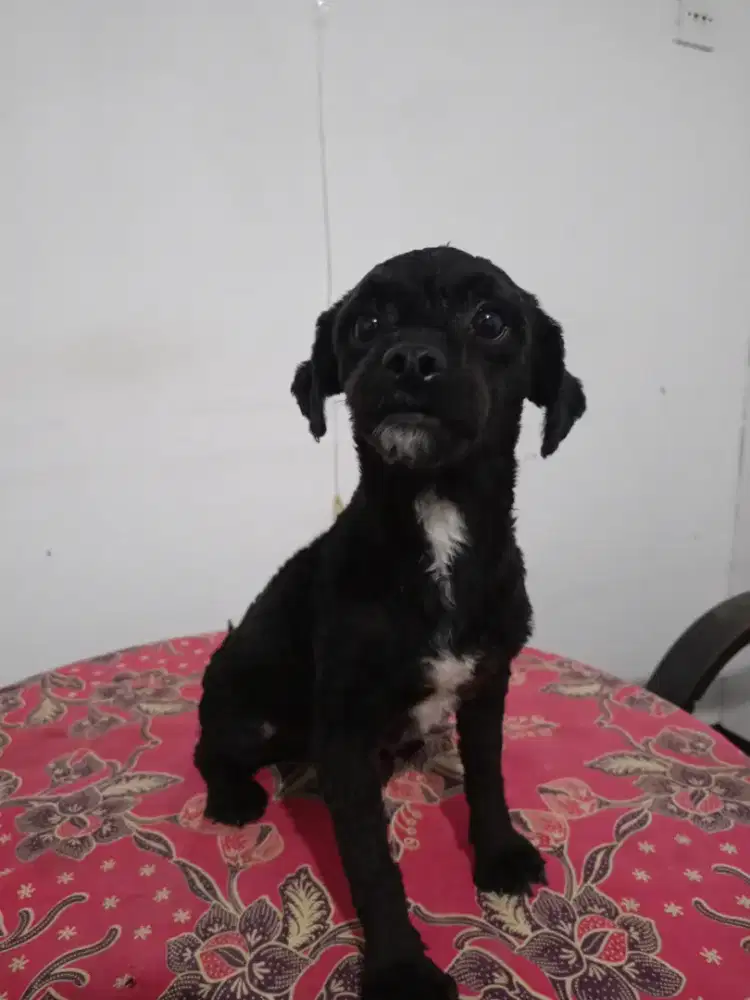 Anjing Poochon Betina 10 Bulan – Aktif dan Bersih – Baru Grooming