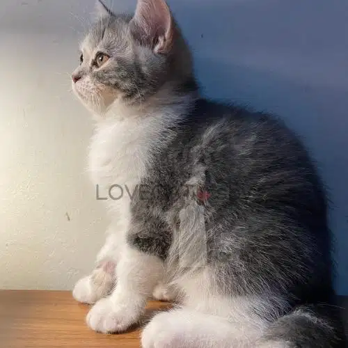 Kucing Kitten Scottish Straight Jantan Shorthair Abu Putih