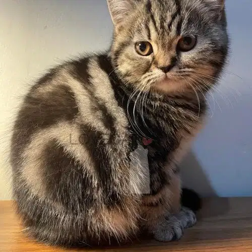 Kucing Kitten Scottish Straight Betina Tabby Shorthair