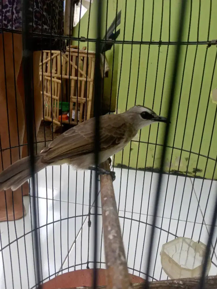 Burung krucukan rajin ropel