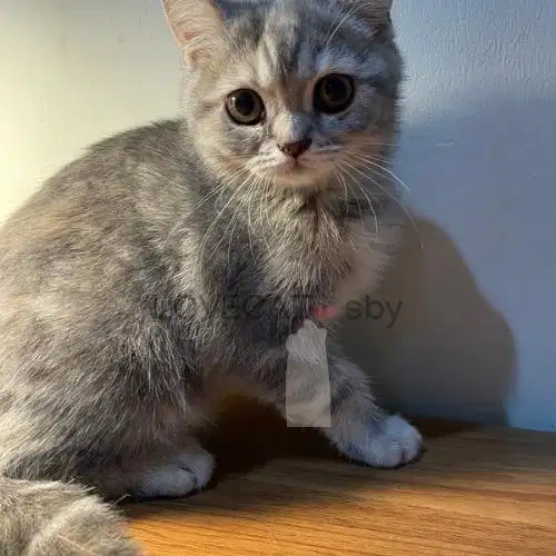 Kucing Kitten Scottish Straight Abu Betina Shorthair