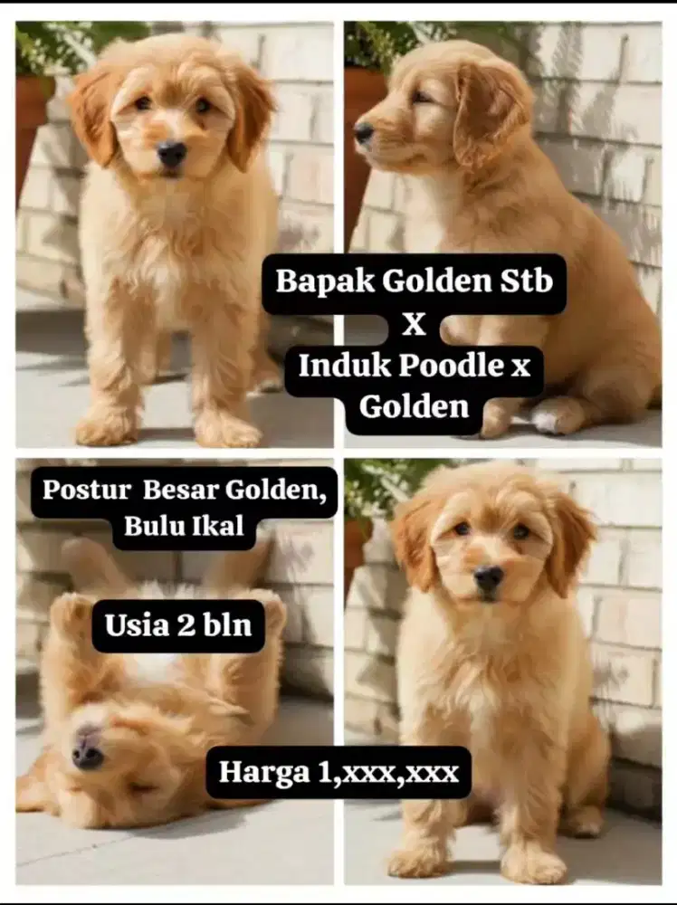 Golden retriever X Poodle