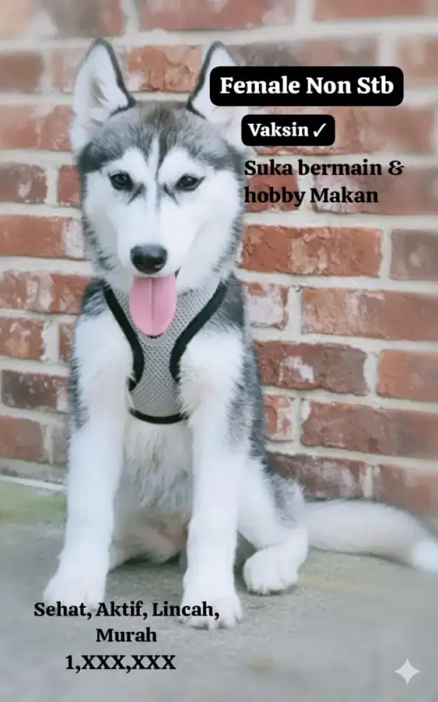 Siberian Husky female vaksin