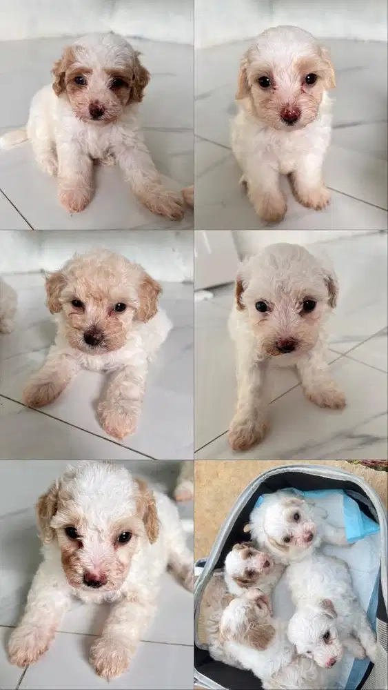 ANAK ANJING MALTIPOO MALTESE MIX POODLE