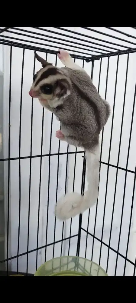 Sugar glider Mozaik