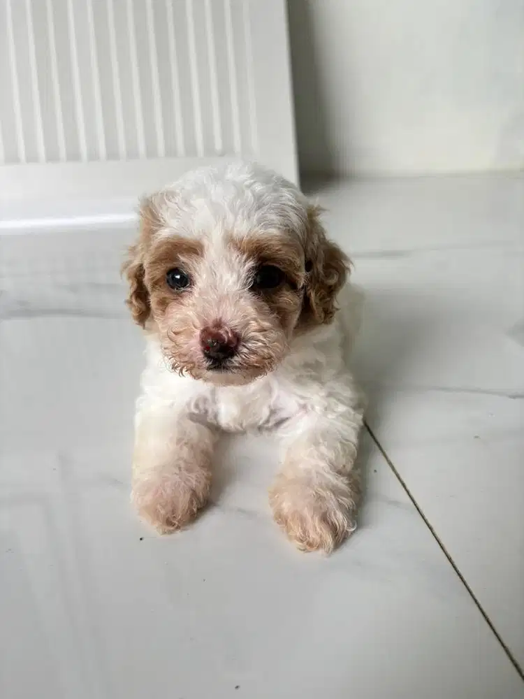 ANAK ANJING MALTIPOO MALTESE MIX POODLE