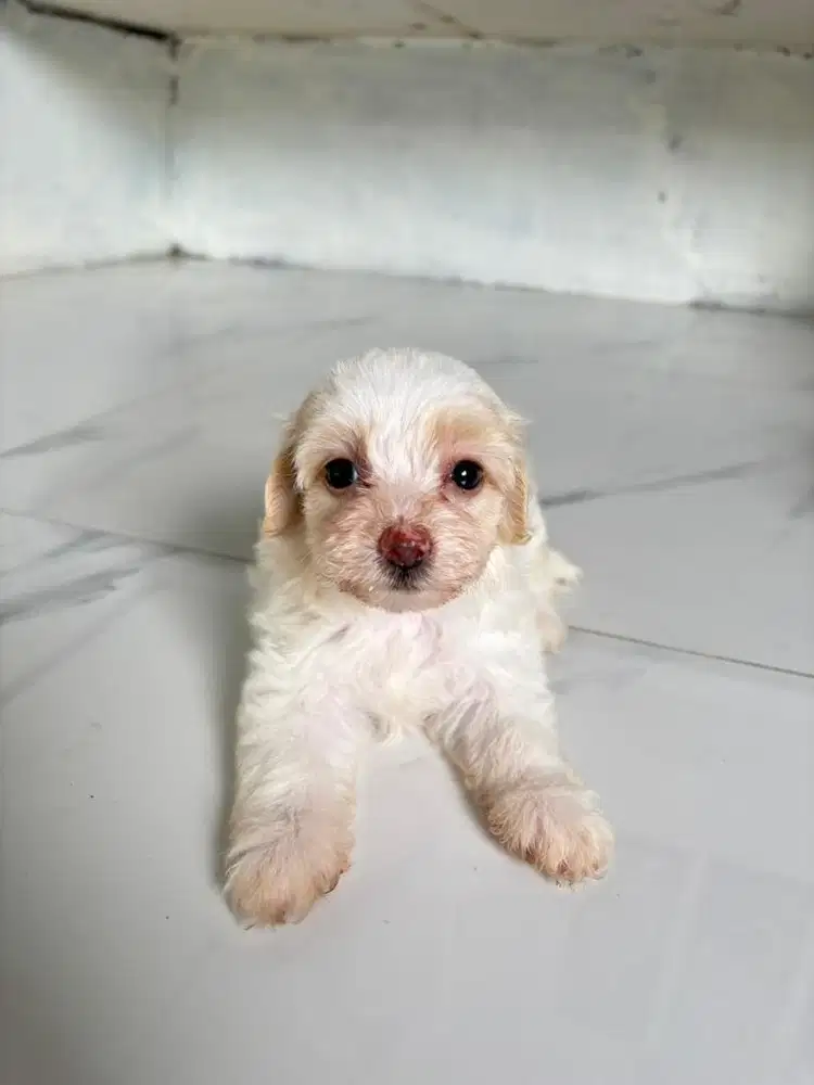 ANAK ANJING MALTIPOO MALTESE MIX POODLE